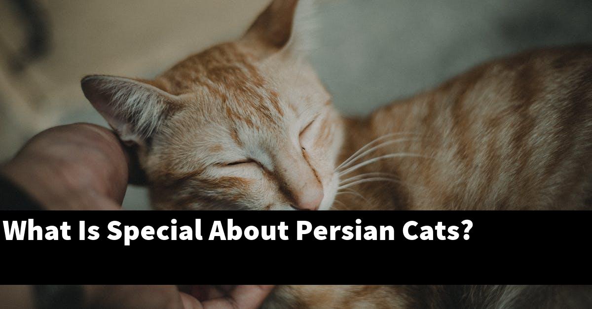 What Is Special About Persian Cats?