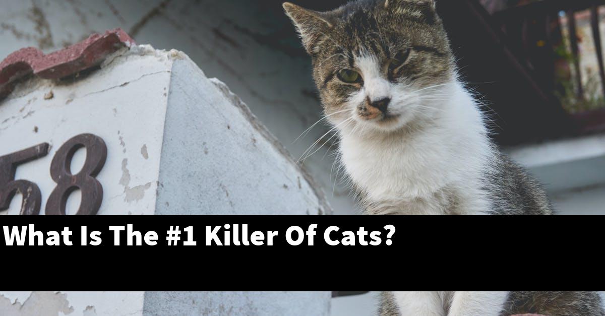 What Is The #1 Killer Of Cats?