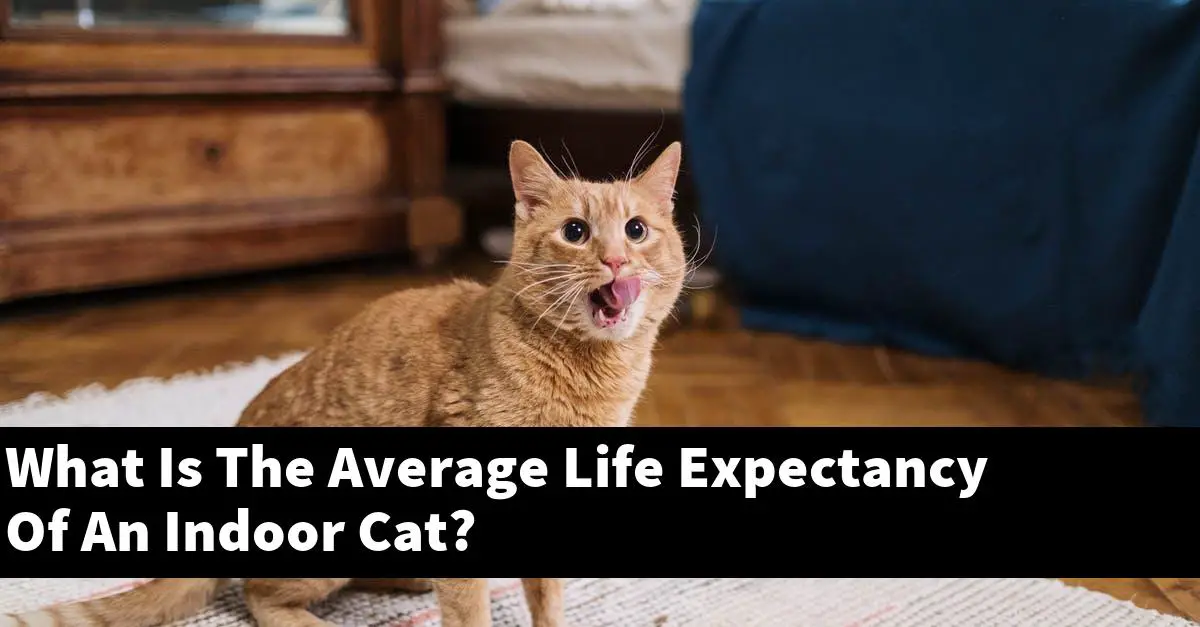 What Is The Average Life Expectancy Of An Indoor Cat?