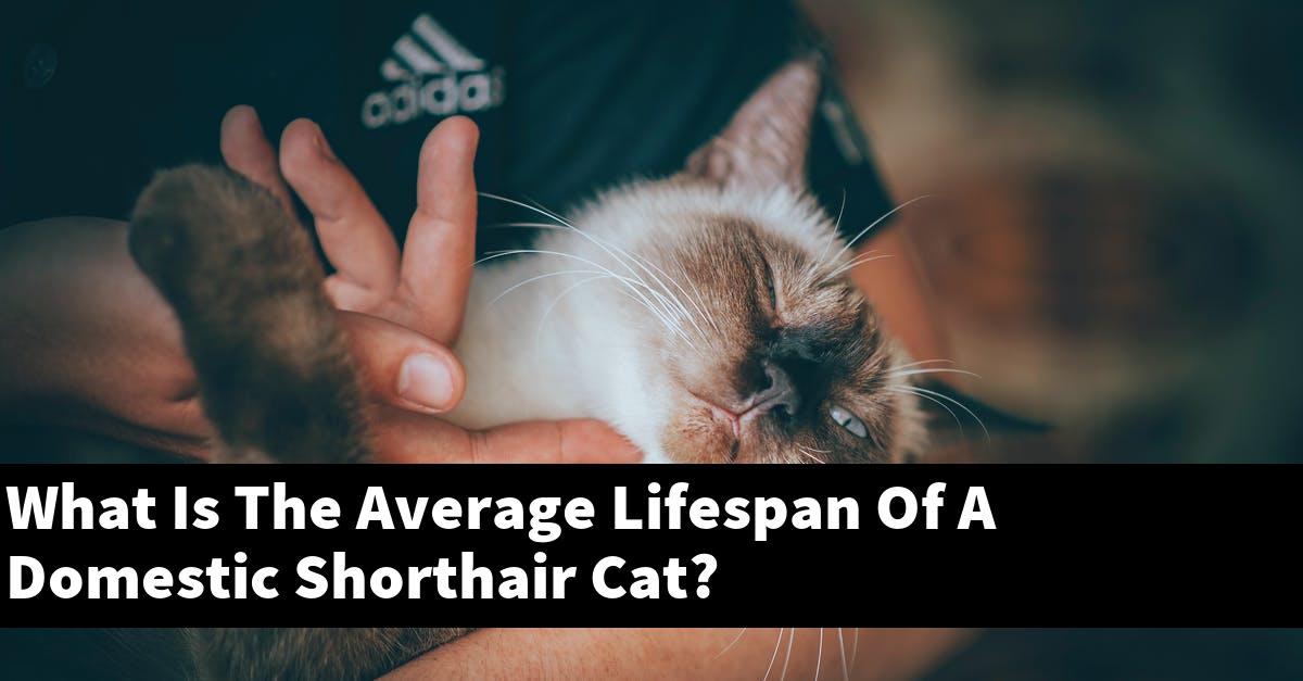 What Is The Average Lifespan Of A Domestic Shorthair Cat?