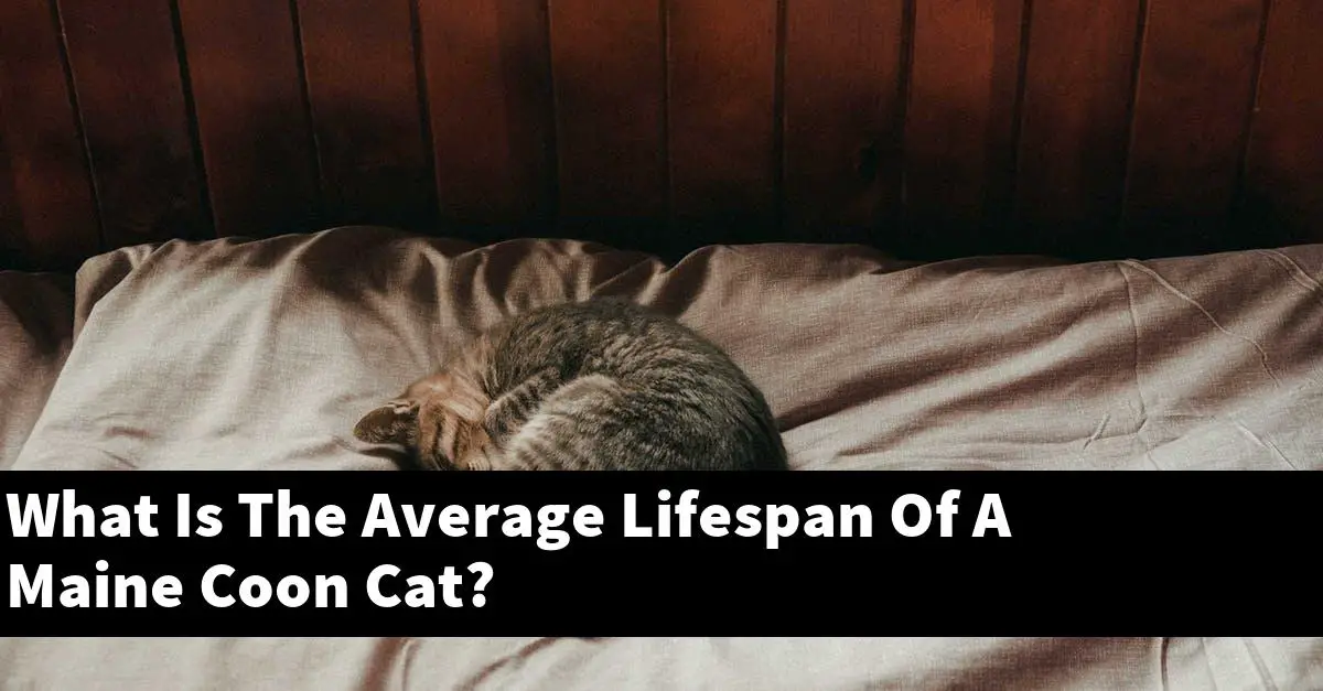 What Is The Average Lifespan Of A Maine Coon Cat?