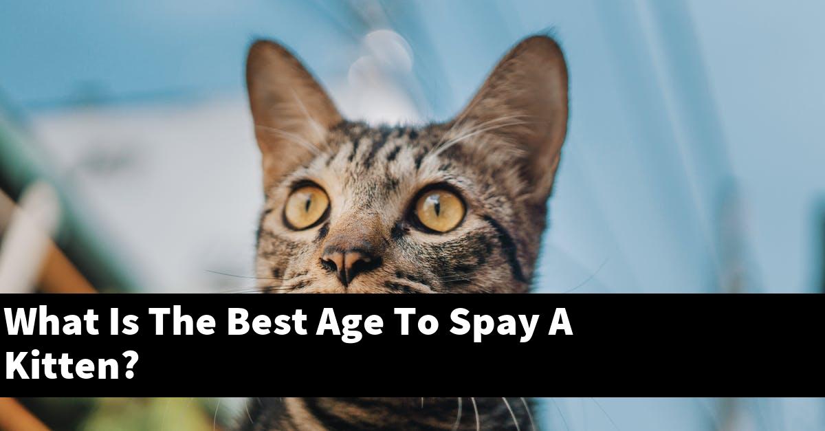 What Is The Best Age To Spay A Kitten?