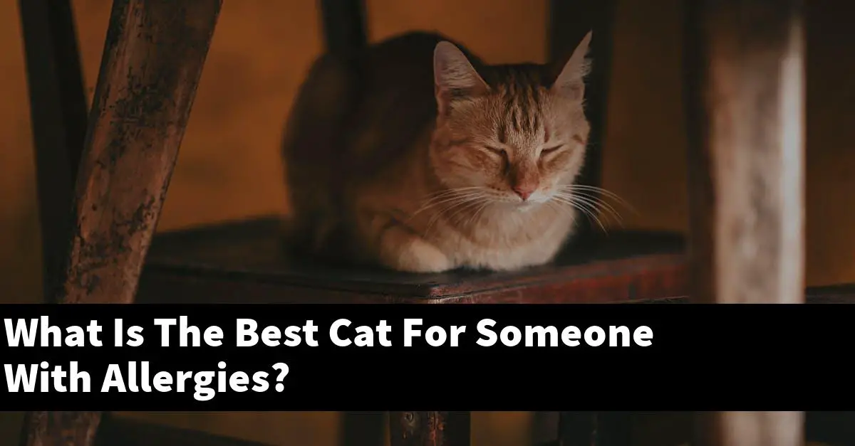 What Is The Best Cat For Someone With Allergies?