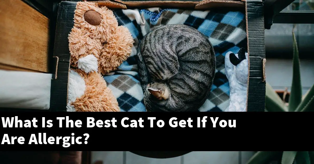 What Is The Best Cat To Get If You Are Allergic?