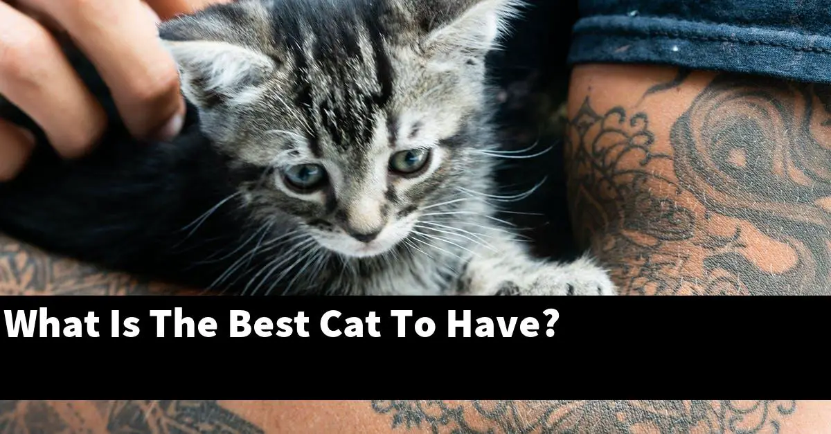 What Is The Best Cat To Have?