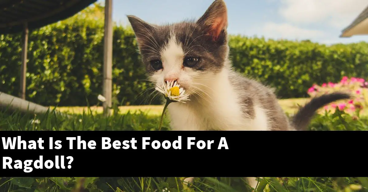 What Is The Best Food For A Ragdoll?