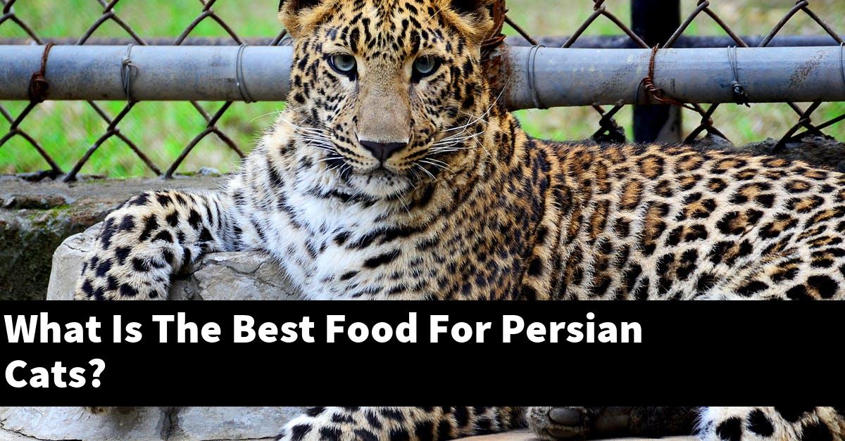 What Is The Best Food For Persian Cats?