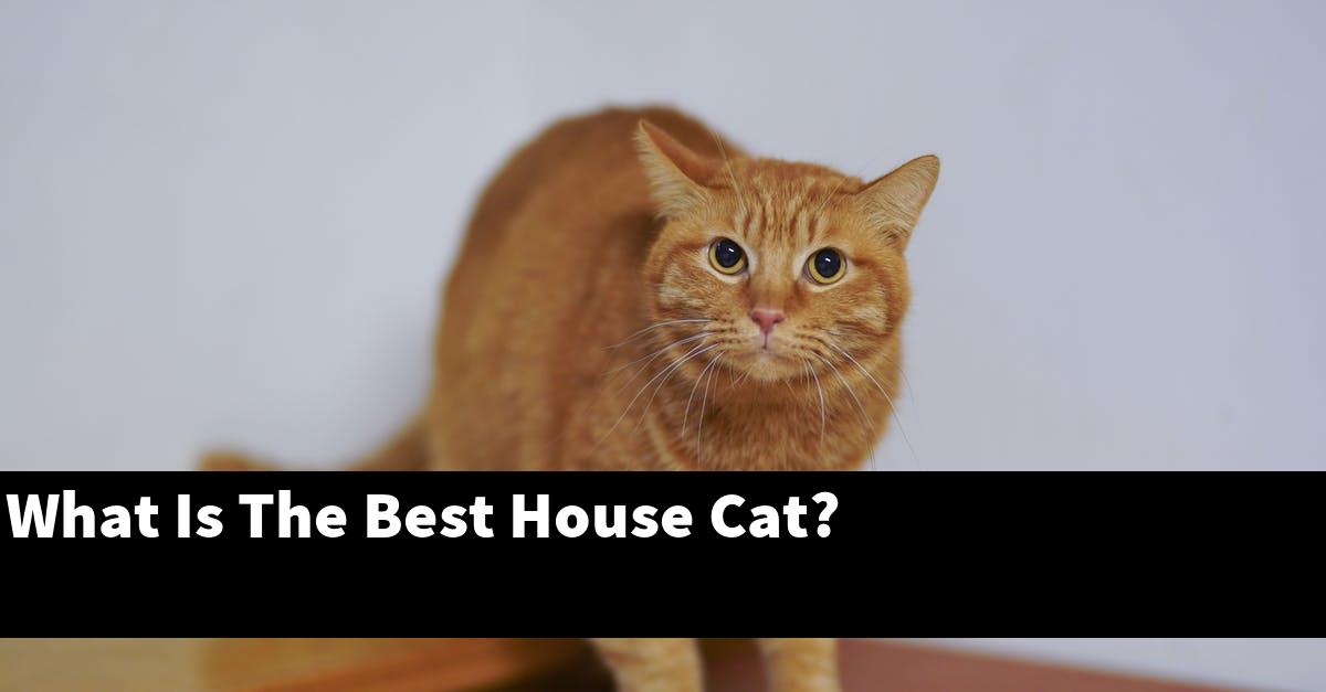 What Is The Best House Cat?
