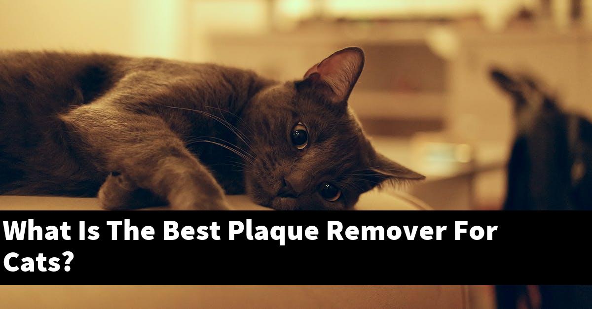 What Is The Best Plaque Remover For Cats?