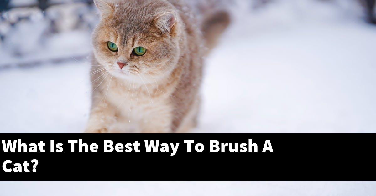 What Is The Best Way To Brush A Cat?