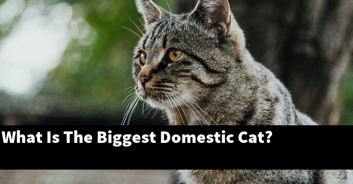 What Is The Biggest Domestic Cat?