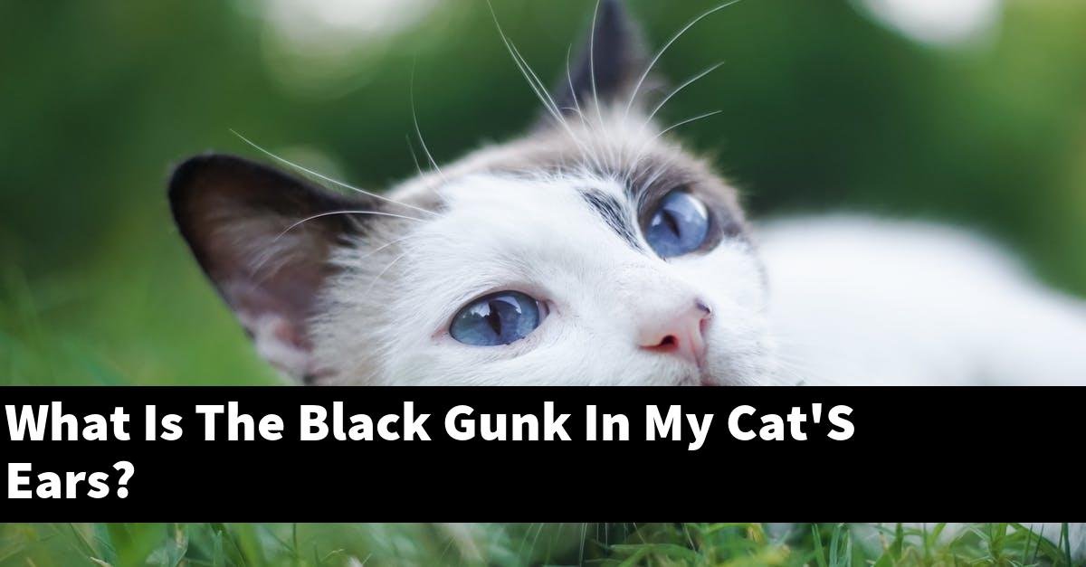 What Is The Black Gunk In My Cat'S Ears?