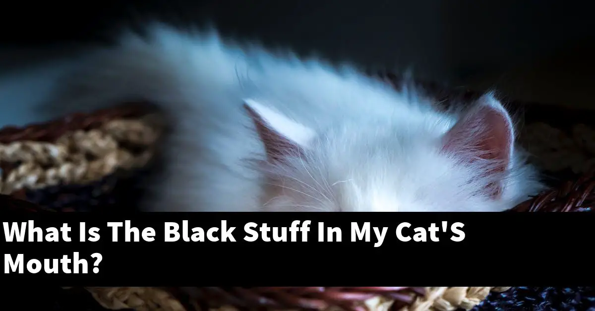 What Is The Black Stuff In My Cat'S Mouth?