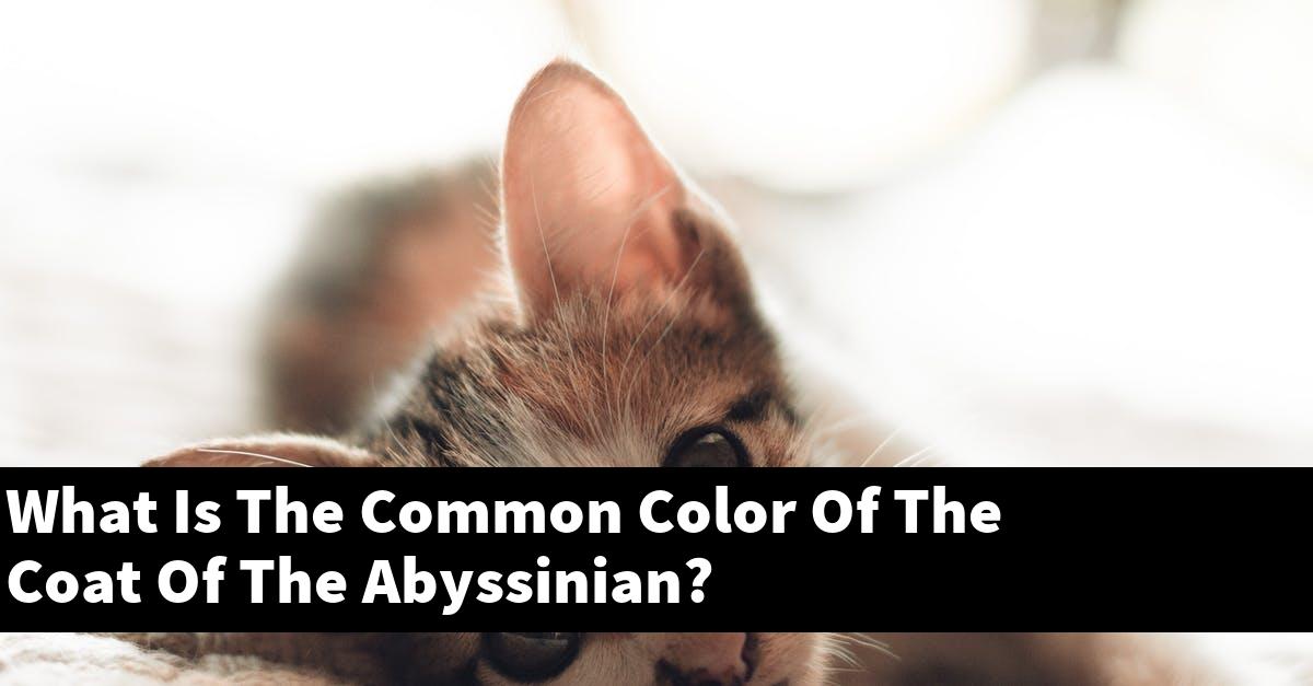 What Is The Common Color Of The Coat Of The Abyssinian?
