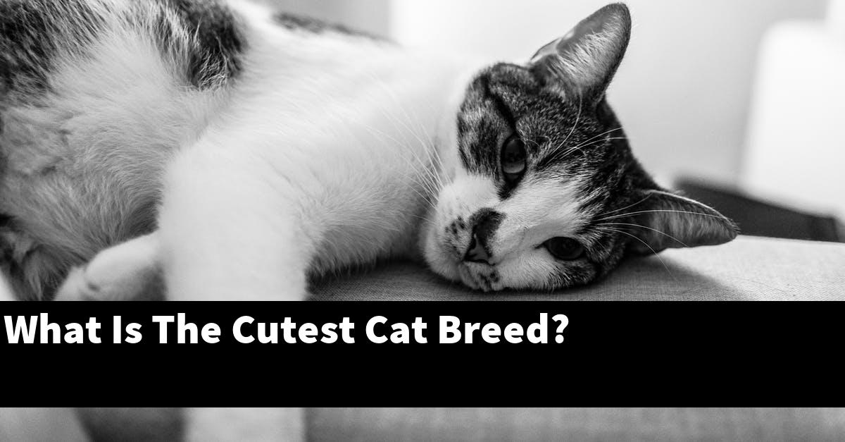 What Is The Cutest Cat Breed?