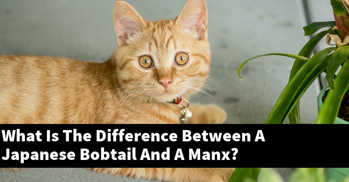 What Is The Difference Between A Japanese Bobtail And A Manx?