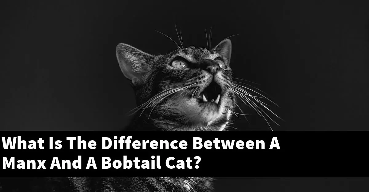 What Is The Difference Between A Manx And A Bobtail Cat?