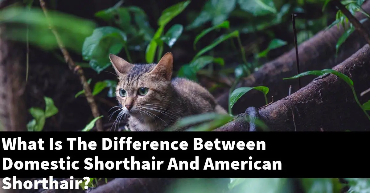 What Is The Difference Between Domestic Shorthair And American Shorthair?