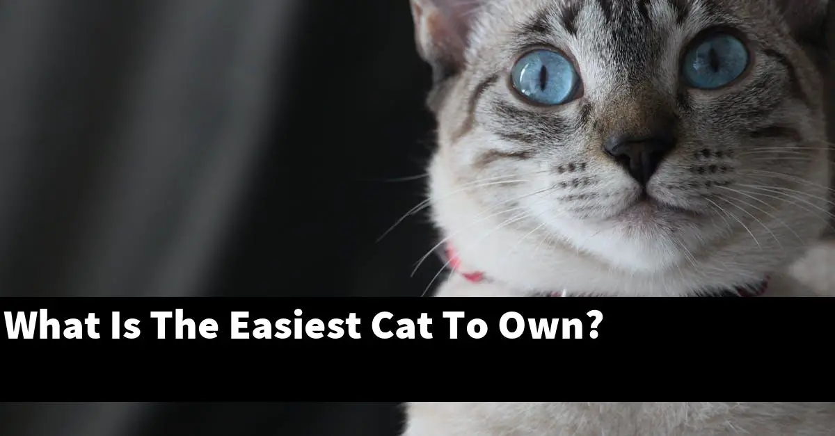 What Is The Easiest Cat To Own?
