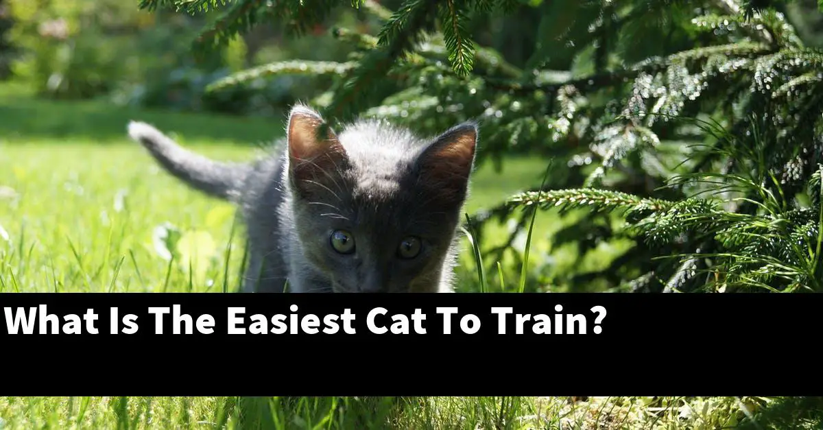 What Is The Easiest Cat To Train?