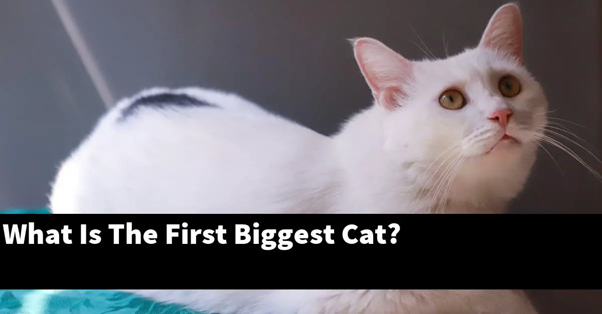What Is The First Biggest Cat?
