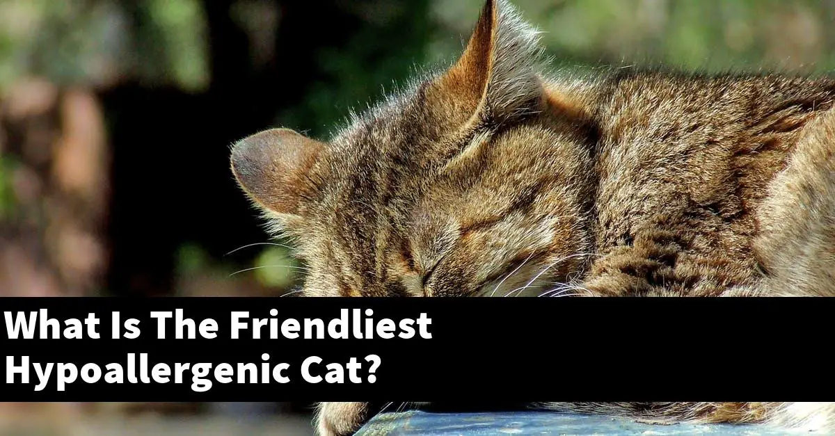 What Is The Friendliest Hypoallergenic Cat?