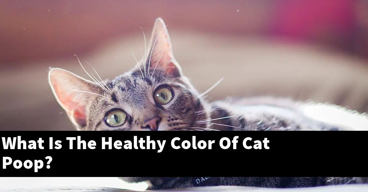 What Is The Healthy Color Of Cat Poop?