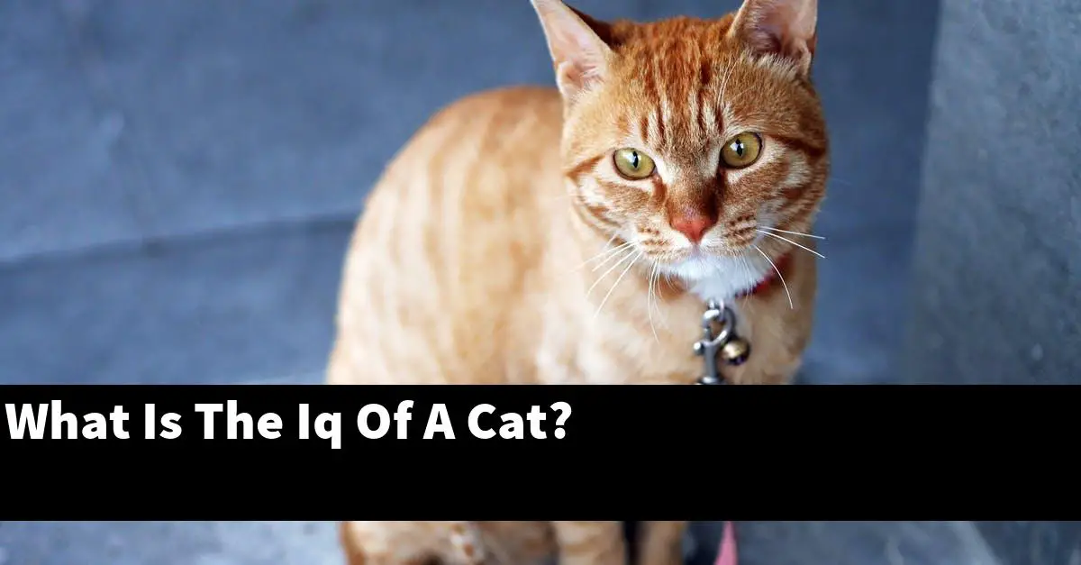 What Is The Iq Of A Cat?