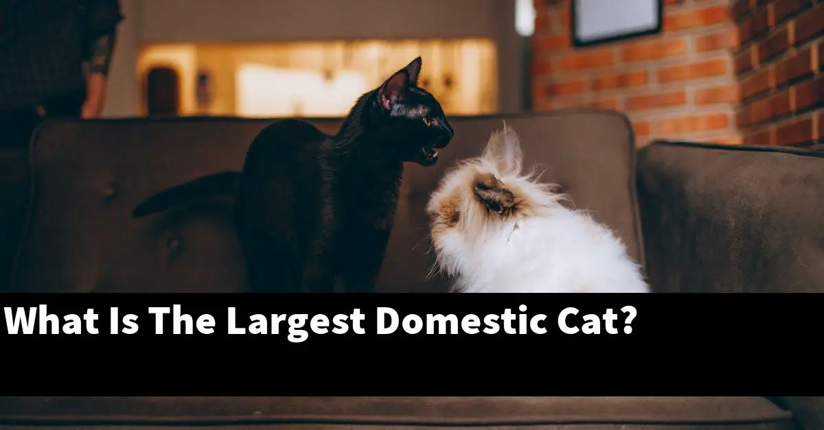 What Is The Largest Domestic Cat?