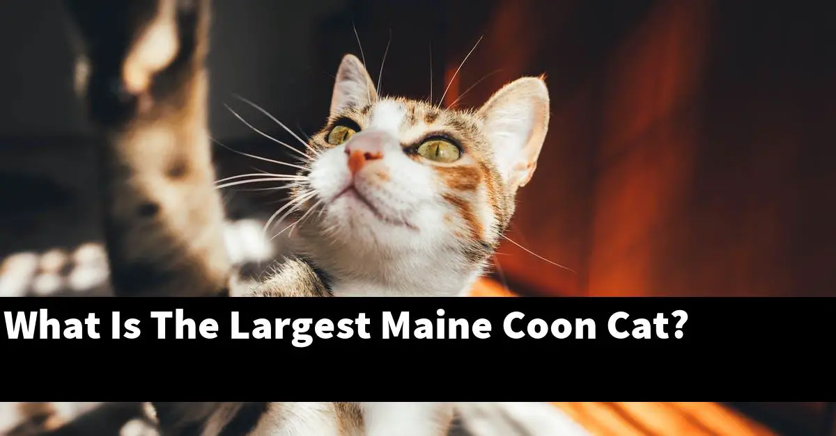 What Is The Largest Maine Coon Cat?