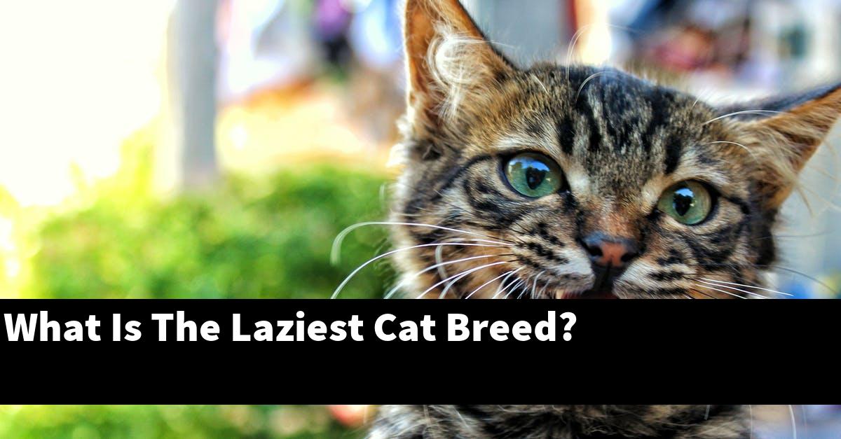 What Is The Laziest Cat Breed?