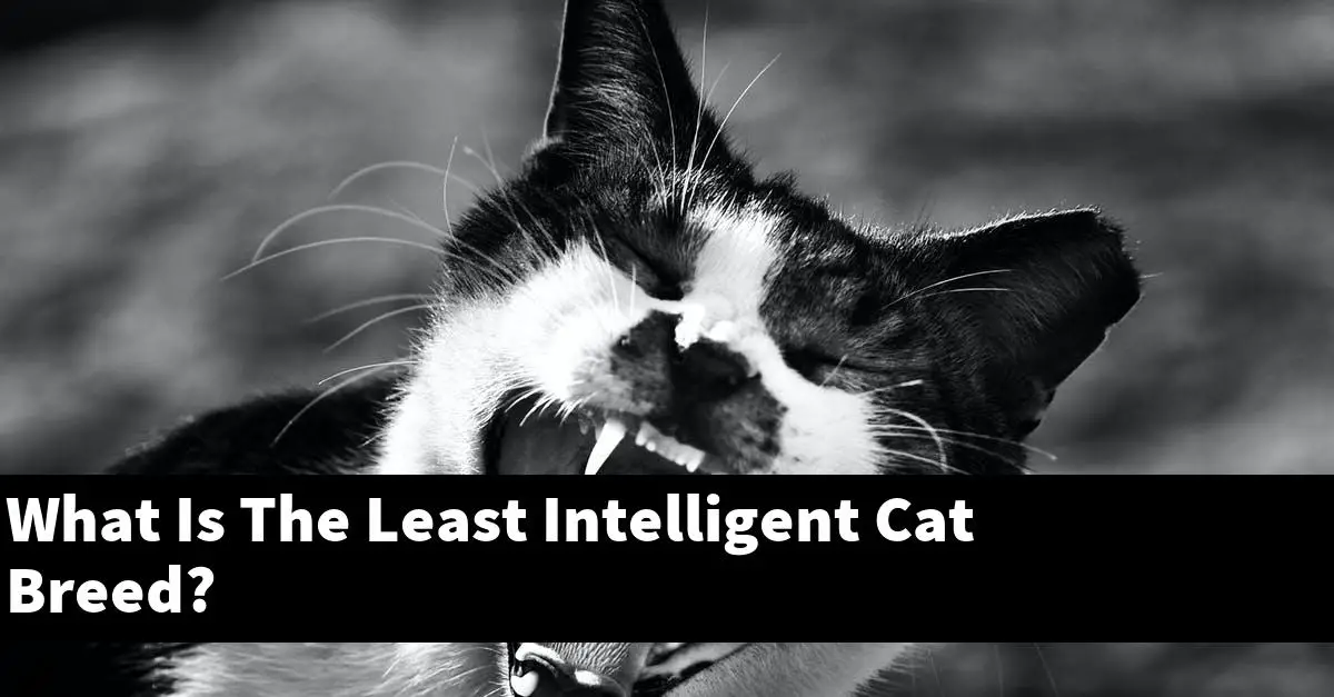 What Is The Least Intelligent Cat Breed?