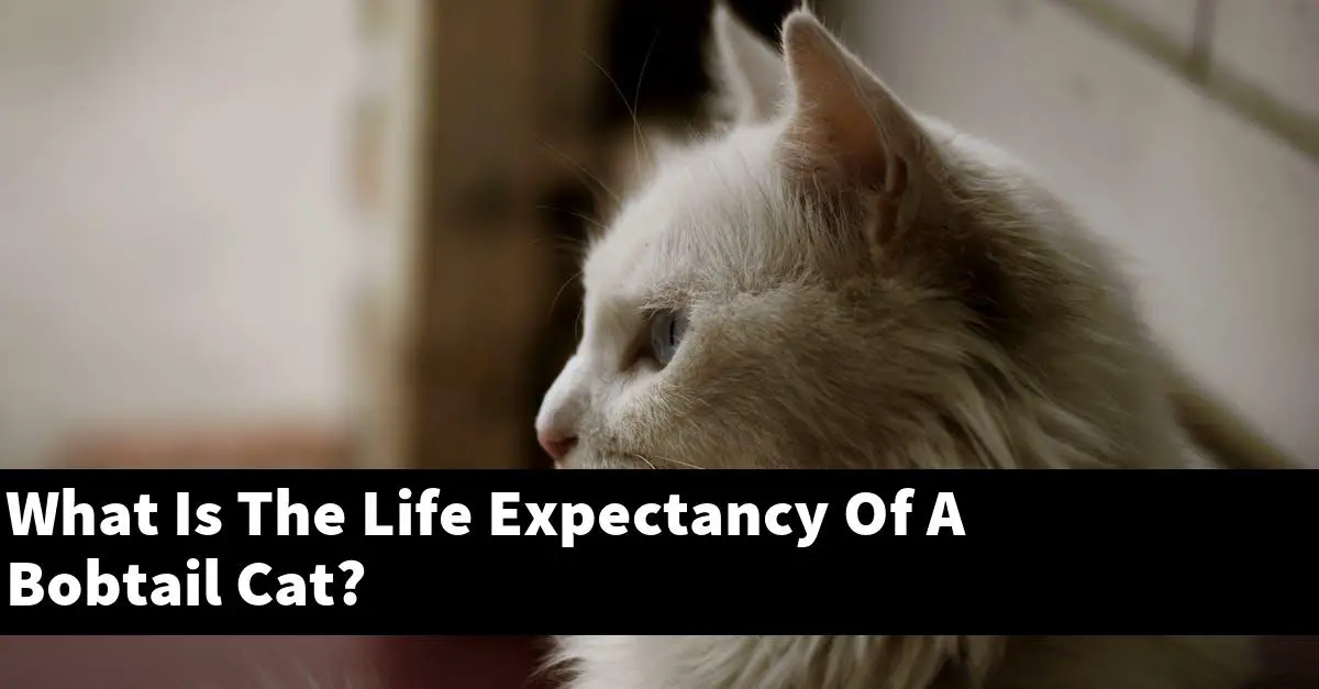 What Is The Life Expectancy Of A Bobtail Cat?