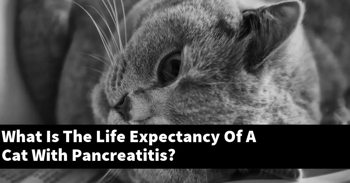 What Is The Life Expectancy Of A Cat With Pancreatitis?