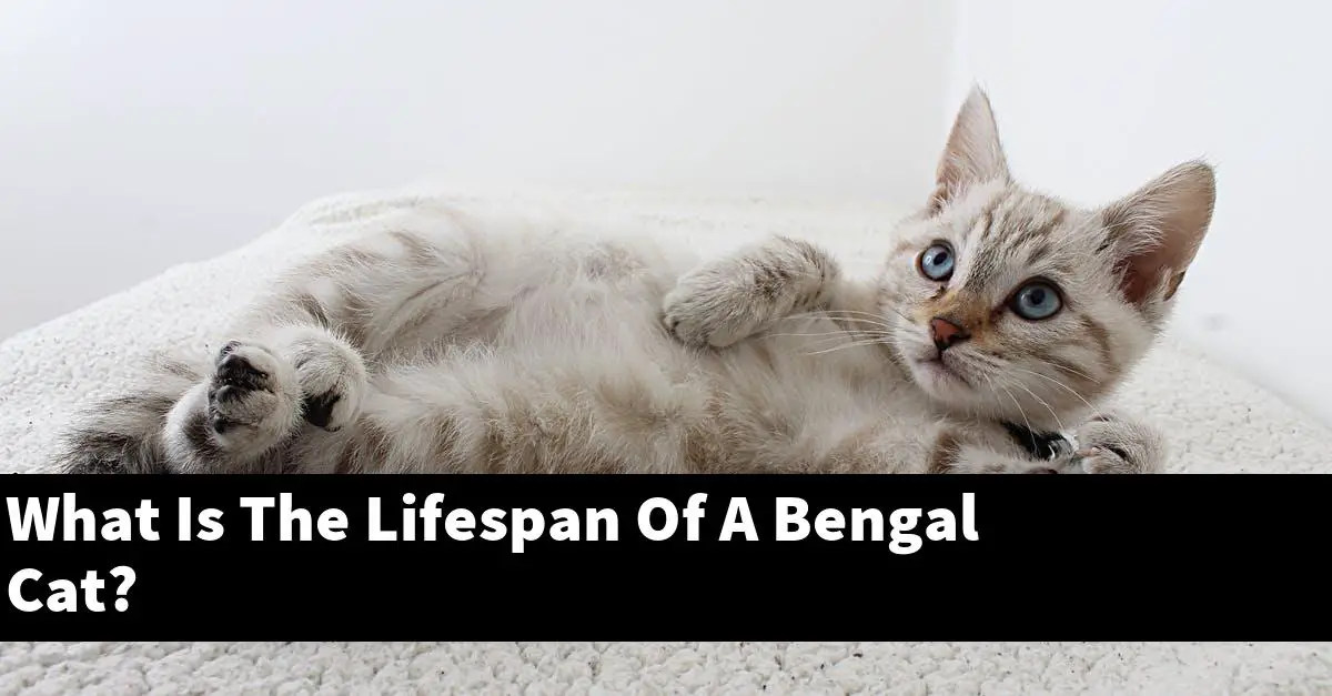 What Is The Lifespan Of A Bengal Cat?