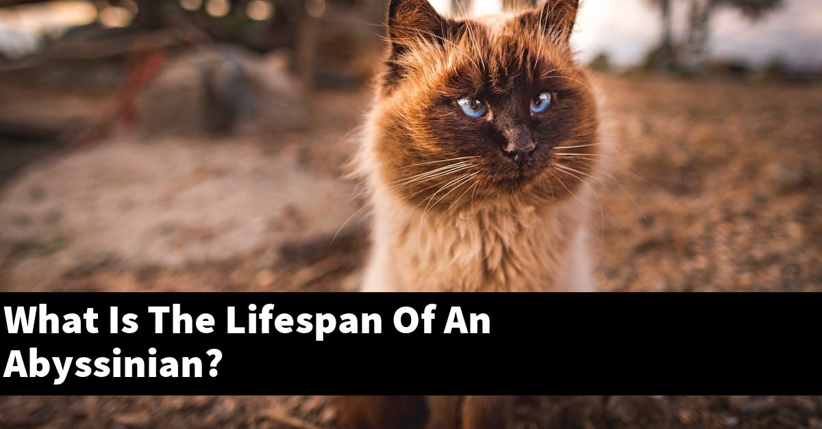 What Is The Lifespan Of An Abyssinian?