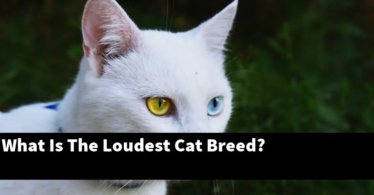What Is The Loudest Cat Breed?