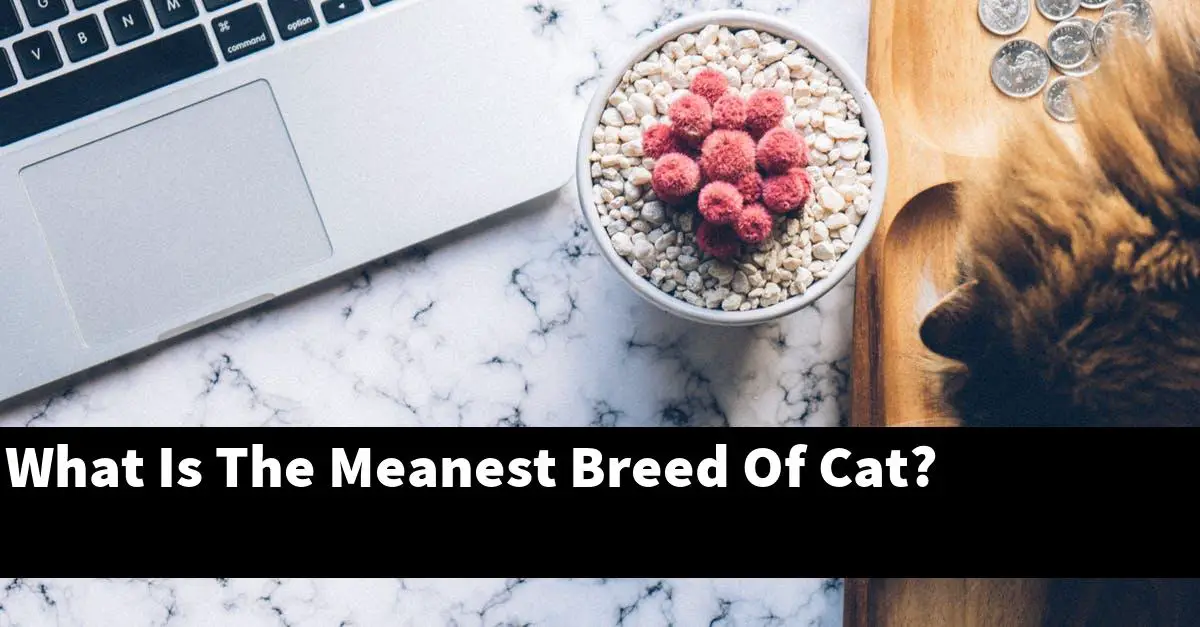 What Is The Meanest Breed Of Cat?
