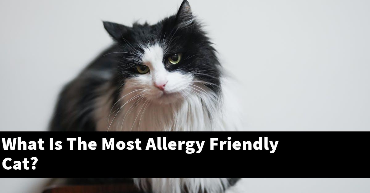 What Is The Most Allergy Friendly Cat?