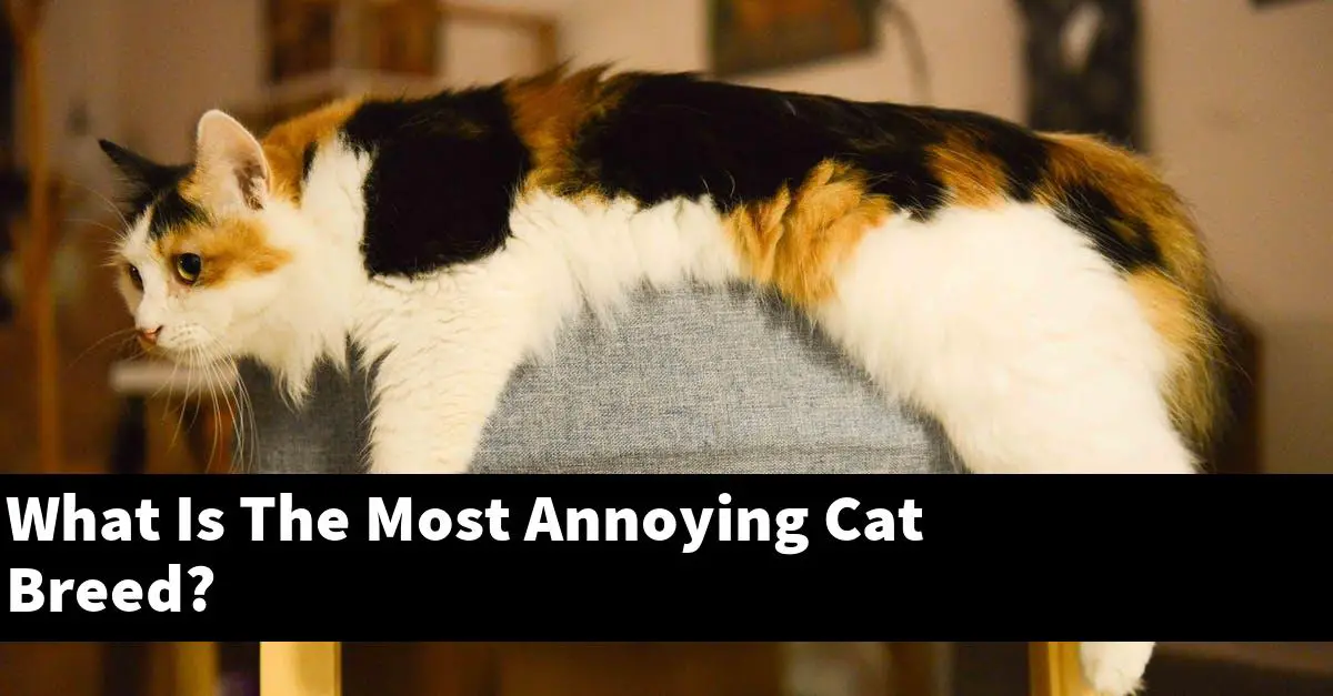 What Is The Most Annoying Cat Breed?