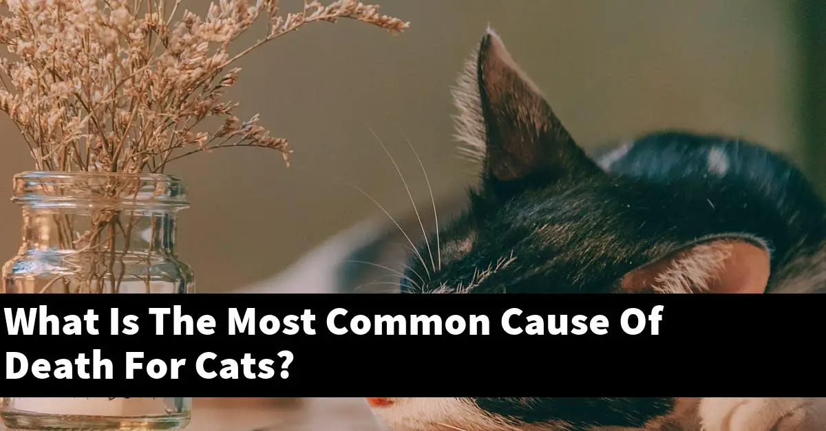 What Is The Most Common Cause Of Death For Cats?