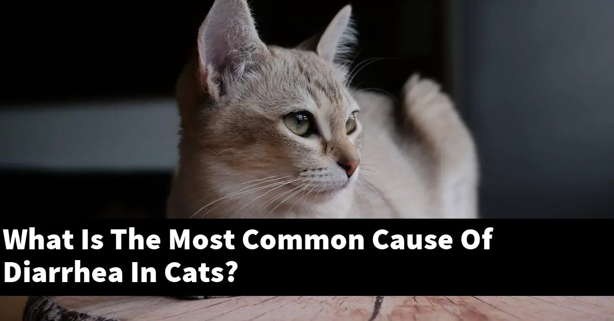 What Is The Most Common Cause Of Diarrhea In Cats?