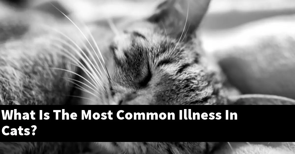 What Is The Most Common Illness In Cats?