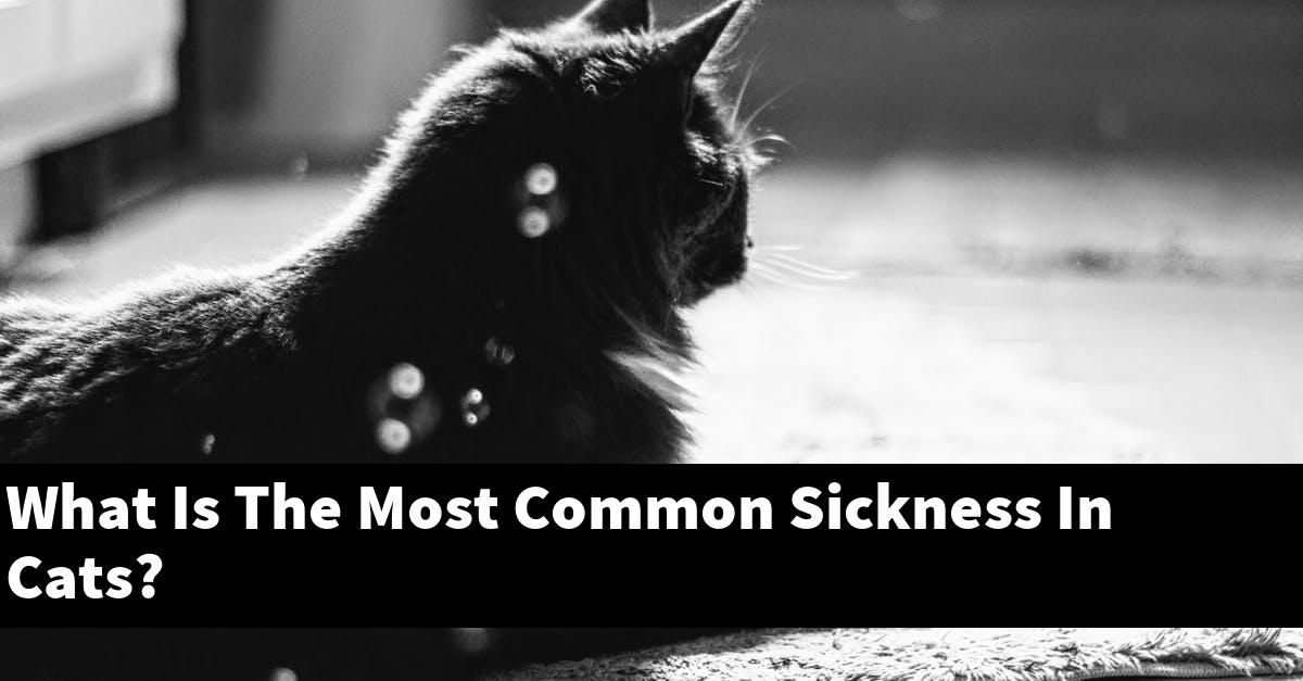 What Is The Most Common Sickness In Cats?