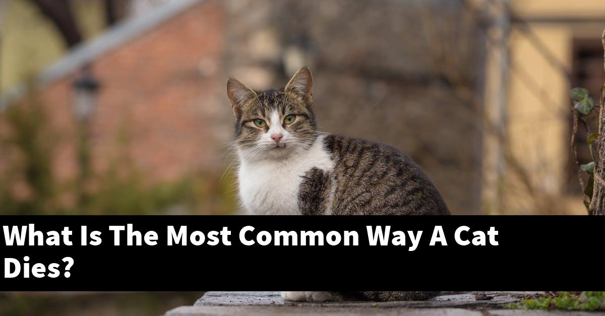 What Is The Most Common Way A Cat Dies?