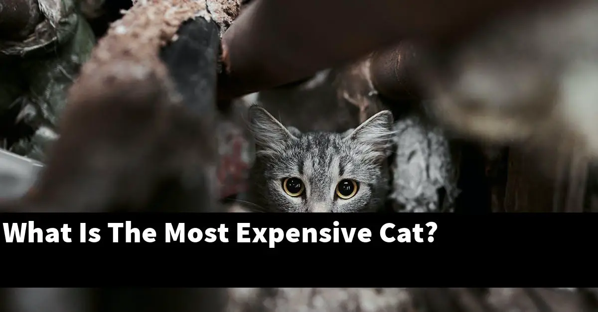 What Is The Most Expensive Cat?