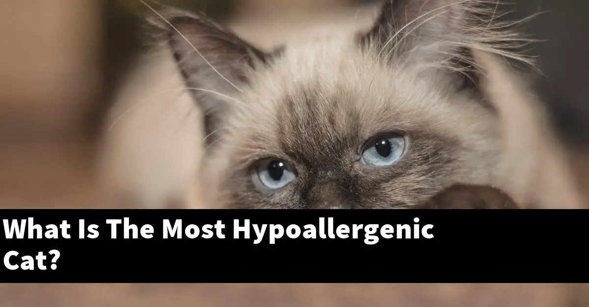 What Is The Most Hypoallergenic Cat?