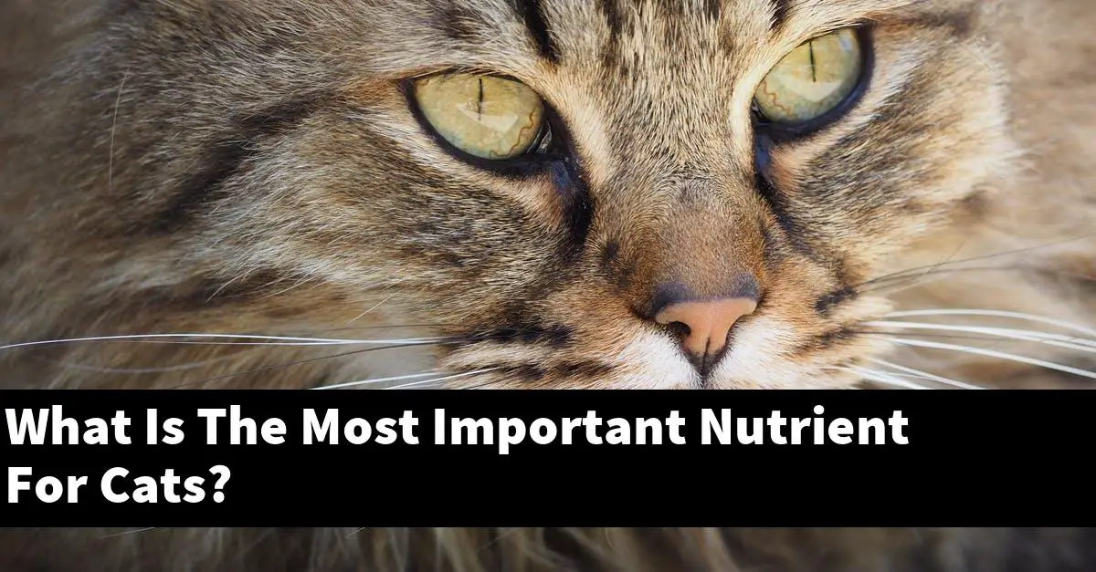 What Is The Most Important Nutrient For Cats?