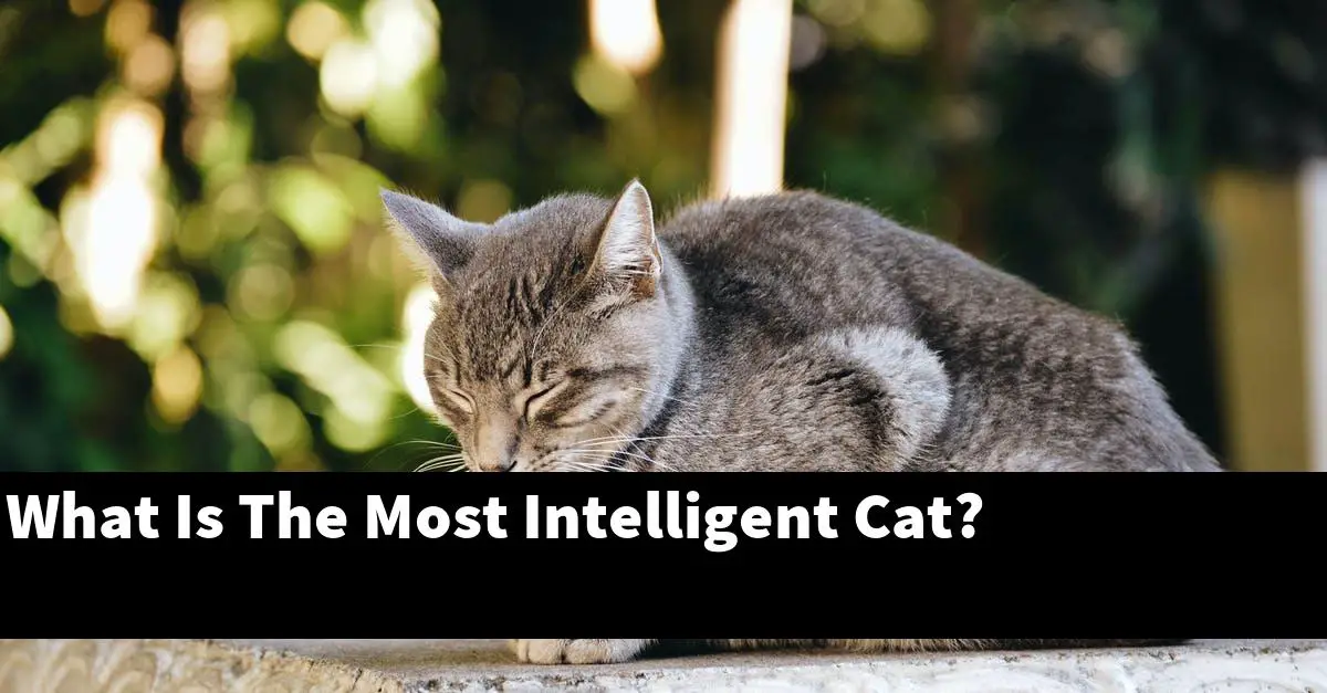 What Is The Most Intelligent Cat?