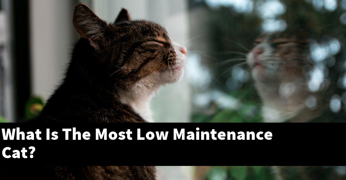 What Is The Most Low Maintenance Cat?